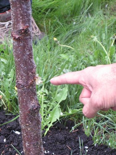 Your tree has fire blight, a destructive bacterial disease that is challenging to control. Fruit Tree Fungus
