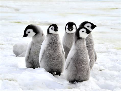 What Do Penguins Look Like