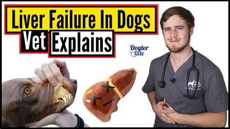 How Do You Treat An Enlarged Liver In A Dog