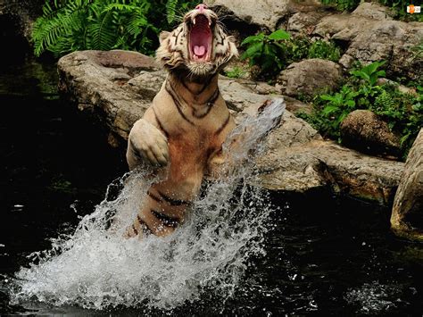 Tygrys Bengalski Woda Paszcza Ska Y