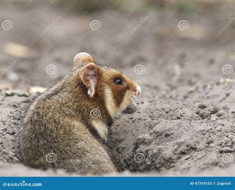 Field Hamster Portrait Stock Image Image Of Environment 47310155