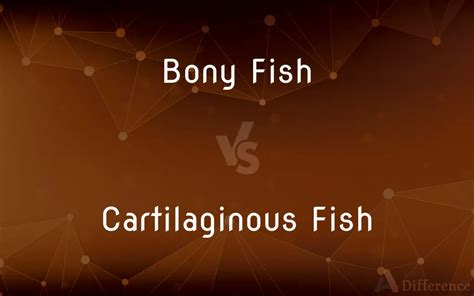 Bony Fish Vs Cartilaginous Fish — Whats The Difference