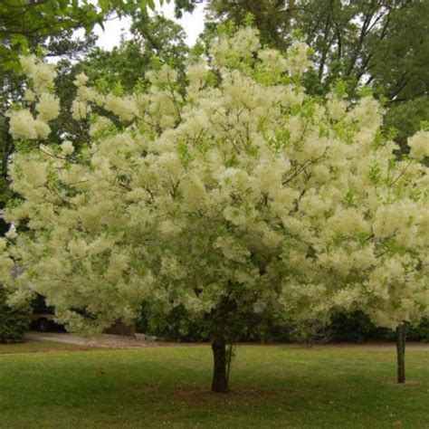 20 Chionanthus Virginicus White Fringe Tree Seeds