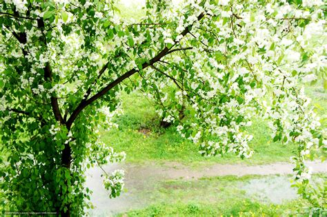 Download Wallpaper Apple Spring Rain Puddles Free
