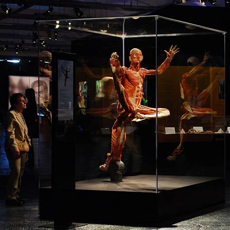 So, if we took this approach for example, a five day week structure would look something like days 1 and 4 would be chest, triceps, and shoulders, while days 2 and 5 would work your biceps and back. Body Worlds Vital | Auckland | Heart of the City