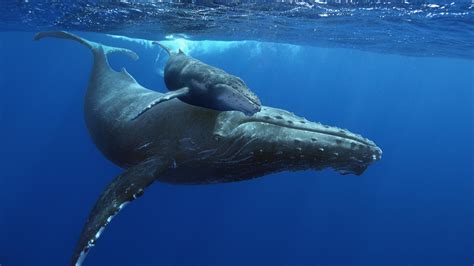 Humpback Whales Museum Of Science And Industry