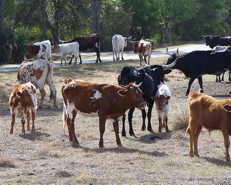 Florida Cracker Cattle Livestock Conservancy Cattle Florida