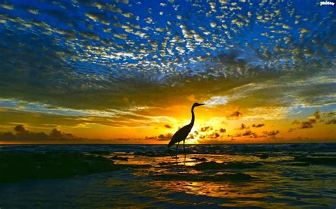 Zachód Słońca Chmury Morze Ptak