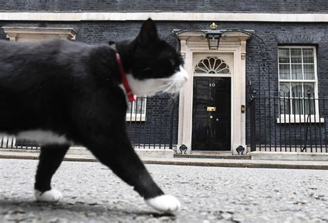 Palmerston The Cat Returns To Foreign Office After Suffering Stress
