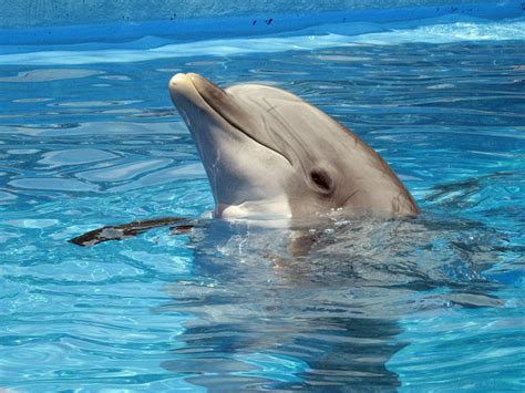 Dolphin Mammal Animal · Free Photo On Pixabay