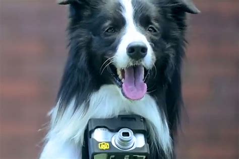 See The Innovative Camera That Lets Dogs Take Pictures
