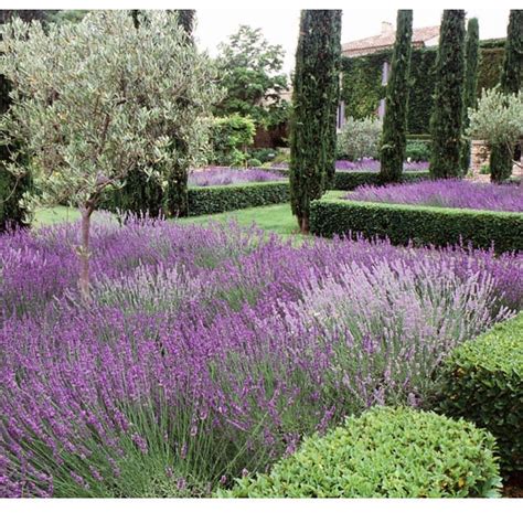 Lavender At Its Best In This Garden Designed By Dominique Lafourcade