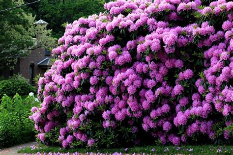 Le rose rampicanti sono piante vigorose che decorano con eleganza muri, griglie, archi, colonne, recinzioni, grate e graticci. Azalea - Rhododendron - Rhododendron - Piante da Giardino ...