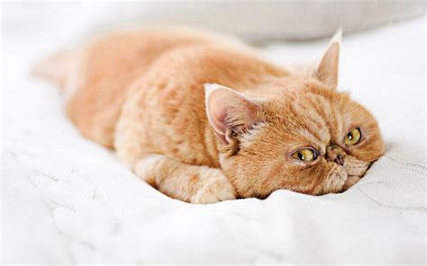 Ginger Persian Cat Cute Animals Lying Cat Bokeh Cats Domestic Cats