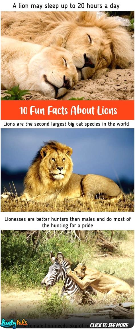 10 Interesting Facts About Lions You Didn39t Know