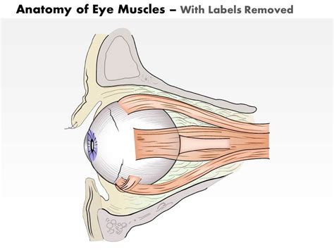 0514 Anatomy Of Eye Muscles Medical Images For Powerpoint Powerpoint