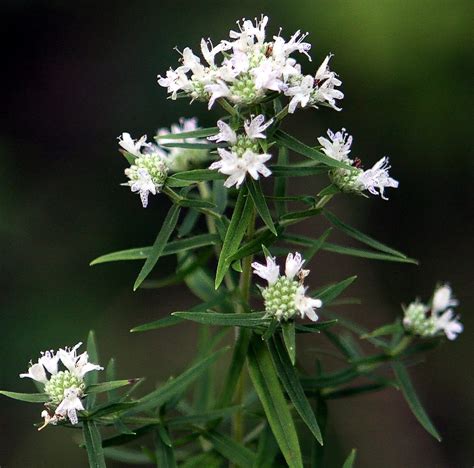 Plant Profile Virginia Mountain Mint Pycnanthemum Virginianum