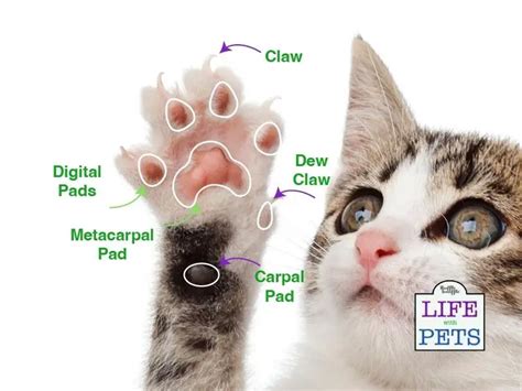 Cat Paw Anatomy 101 Everything You Need To Know 2024 Ruffle Snuffle