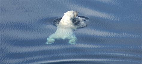 Sink Or Swim Polar Bears Swimming More As Sea Ice Retreats Faculty