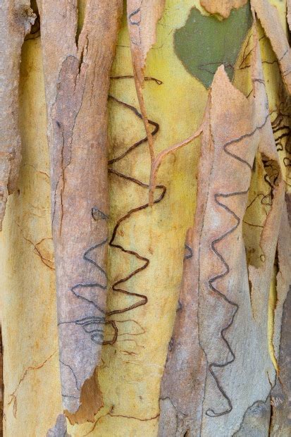 Scribbly Gum Bark Transformation Australian Photography