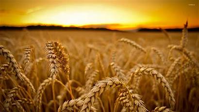 Wheat Sunset Header Wallpapers Grain Molinos Trigo