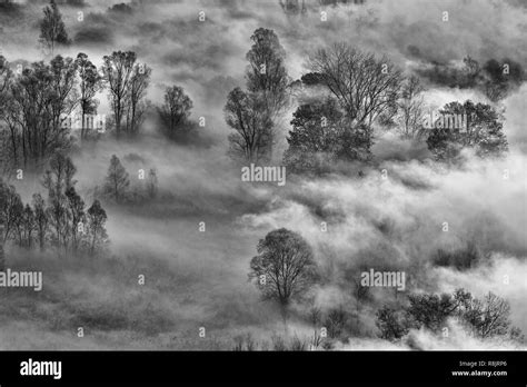 Foggy Morning In The Forest Black And White Landscape Stock Photo Alamy