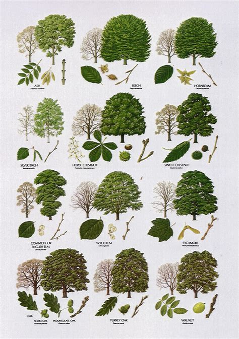 List of the commonest trees; Summer Tree Identification - Denmark Farm Conservation Centre