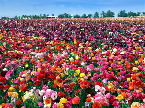 8 Places To See America S Most Beautiful Spring Flowers Most