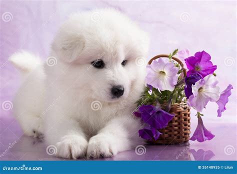 Puppy Samoyed Stock Image Image Of Companion Flowers 26148935