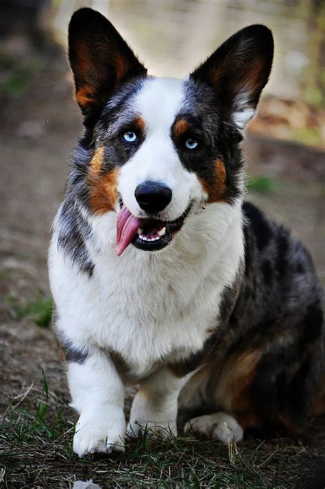 Cardigan welsh corgis are a completely different breed, and although they have similar physical features to pembrokes, they have different temperaments. Best 25+ Cardigan welsh corgi ideas on Pinterest ...