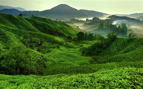1920x1080px 1080p Free Download Cameron Highlands Green Mountains