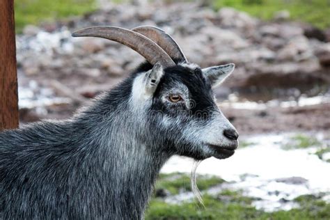 Goats Head Royalty Free Stock Photo Image 35343145