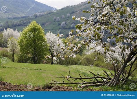 Spring Mountain Landscape Flowering Tree Stock Image Image Of Hill