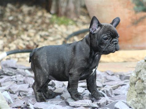 Yarasa tarzı kulakları, iri ve yuvarlak uçlu kulakları ile küçük ama güçlü bir. French Bulldog - Puppies, Rescue, Pictures, Information ...