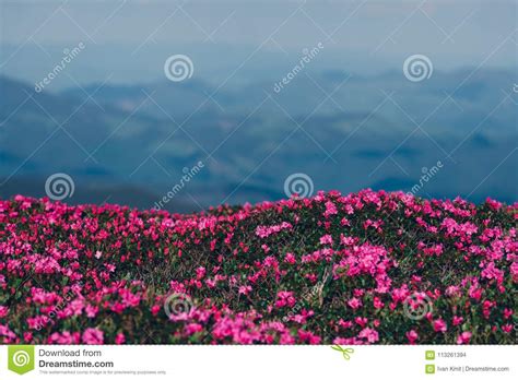 Magic Pink Rhododendron Stock Photo Image Of Color 113261394