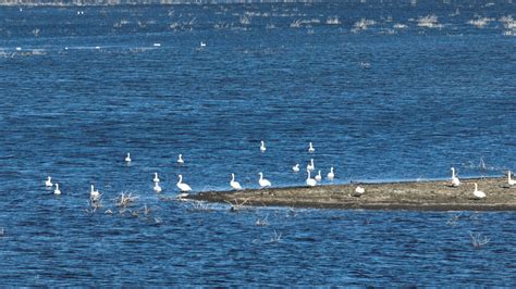Migratory Swans Forage In Nw Chinas Bosten Lake Cgtn
