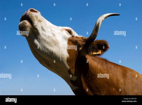Cow Mooing Stock Photo Alamy