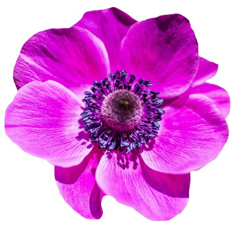 Collection Of Purple And Pink Flowers Png Pluspng