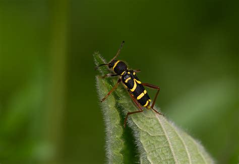 Wasp Beetle Clytus Arietis Cornwall Uk Stefano Kustermann Flickr