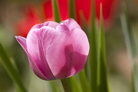 Tulip Lily Spring · Free Photo On Pixabay