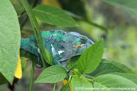 Up To 11 Stunningly Colorful Chameleon Species Discovered In Madagascar
