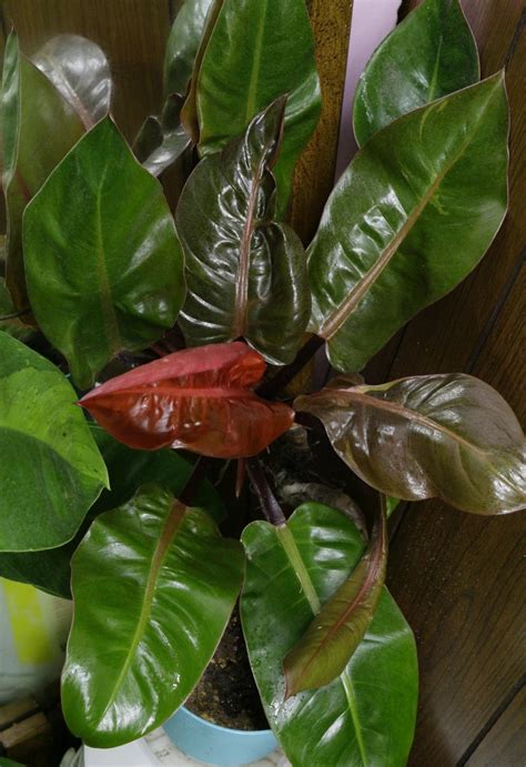 Kinds Of Philodendron Plants And Names