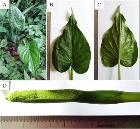 Morphological Characters Of A Cucullata A Habit B Adaxial Leaf