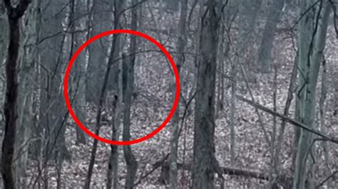 Men Claim They Filmed Bigfoot In Ohio Park 7news