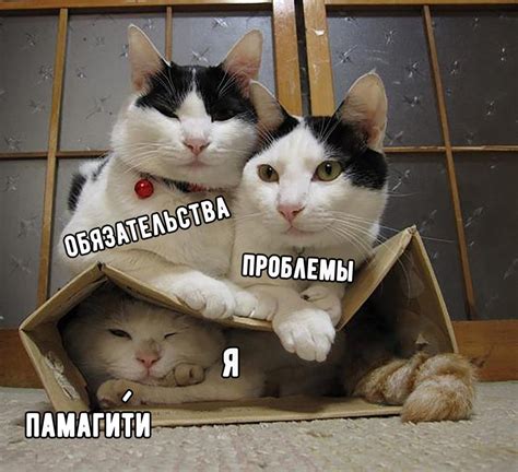 Create Meme The Cat Who Cat In Box Funny Pictures Meme
