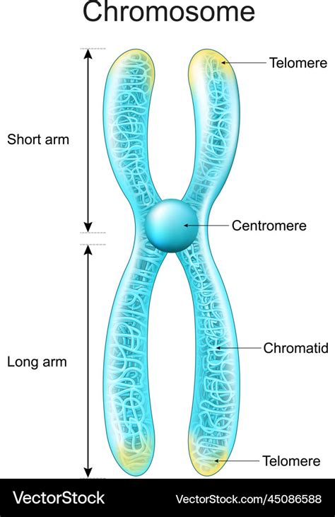 Illustrated Diagram Showing Detailed Chromosome Struc