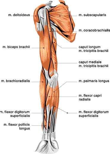 I'll start with the elbow flexors and move on to the extensor muscles. muscles of the arm anterior view | Arm muscle anatomy ...