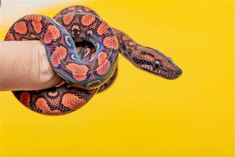 Brazilian Rainbow Boa Care Sheet Approved By A Herpetologist