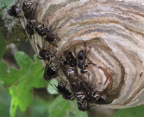 Inspuiten is dan vaak de beste oplossing. Random Nature: Stirring Up a Hornets Nest!