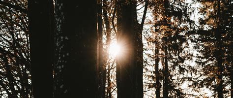 Download Wallpaper 2560x1080 Forest Trees Sun Flare Dark Dual Wide